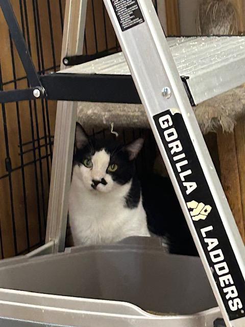 Enlarge Rio, a Adoptable Domestic Short Hair in Knoxville, GA image 3/6