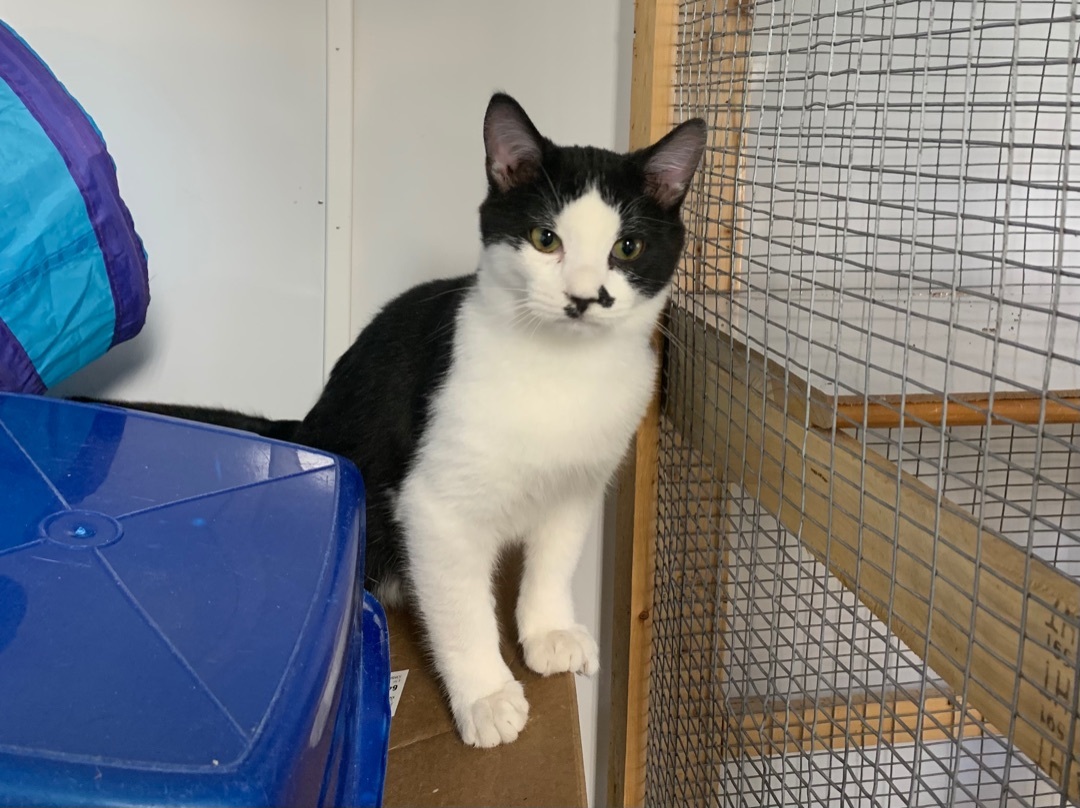 Rio, a Adoptable Domestic Short Hair in Knoxville, GA image 3/5