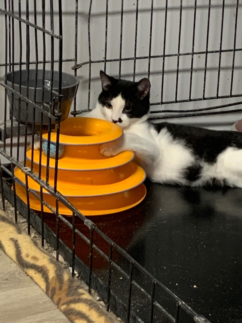 Rio, a Adoptable Domestic Short Hair in Knoxville, GA image 4/5