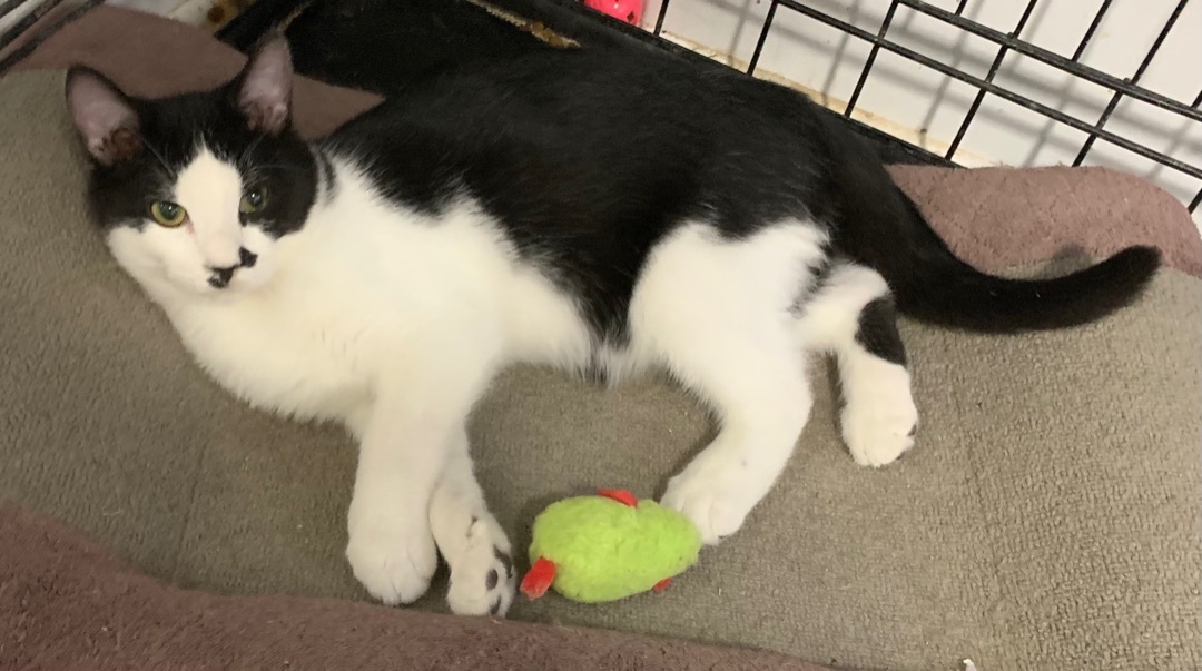 Rio, a Adoptable Domestic Short Hair in Knoxville, GA image 5/5