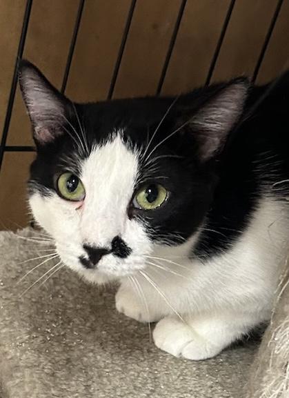 Enlarge Rio, a Adoptable Domestic Short Hair in Knoxville, GA image 1/6