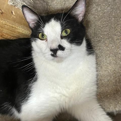 Enlarge Rio, a Adoptable Domestic Short Hair in Knoxville, GA image 4/6