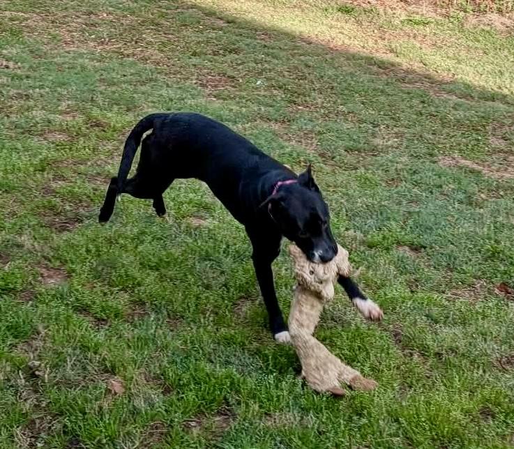 Enlarge Pepper , a ADOPTABLE mixed breed in Pompton Plains, NJ image 5/6