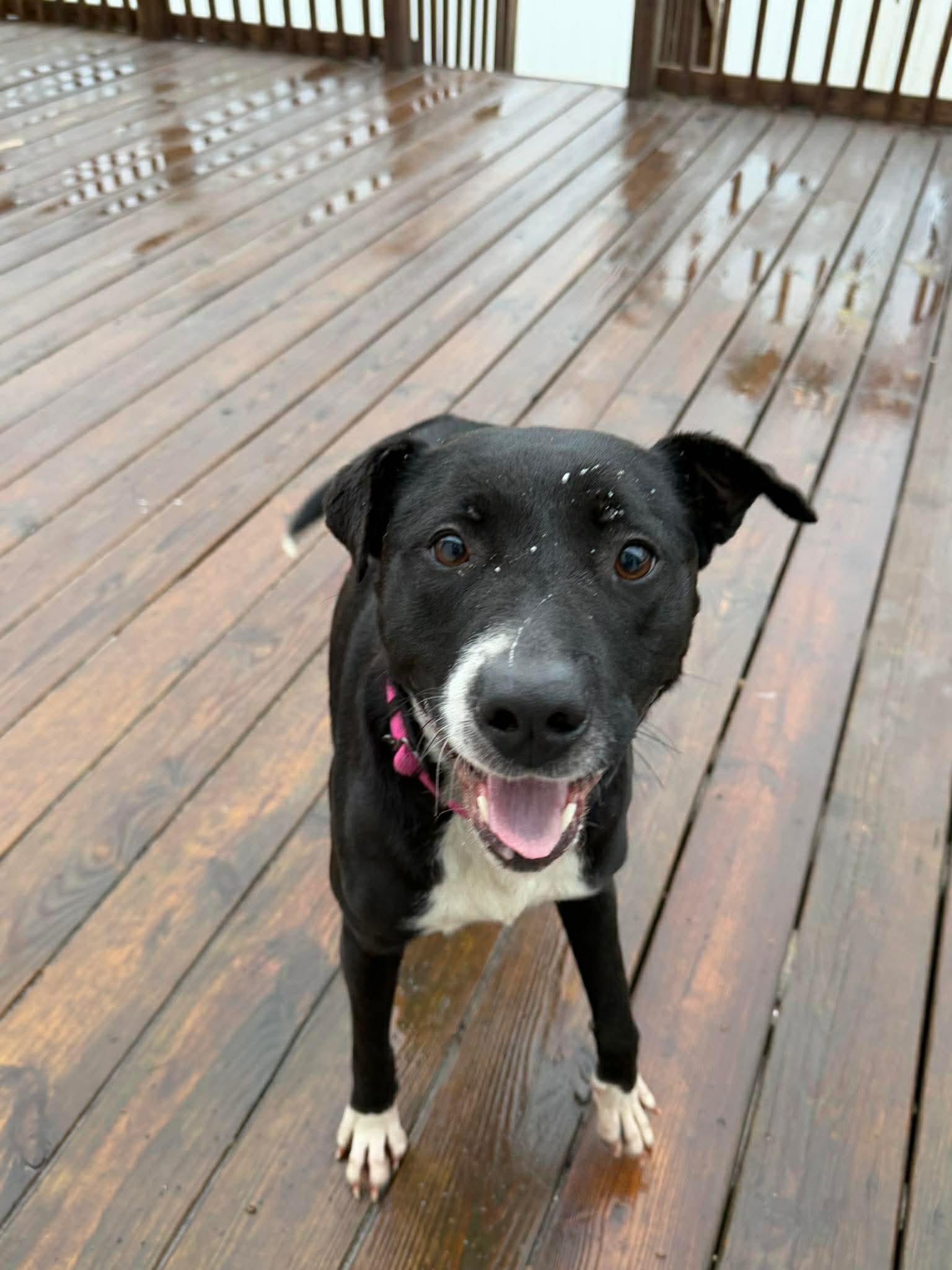 Pepper , ADOPTABLE, Young Female Labrador Retriever & Border Collie.