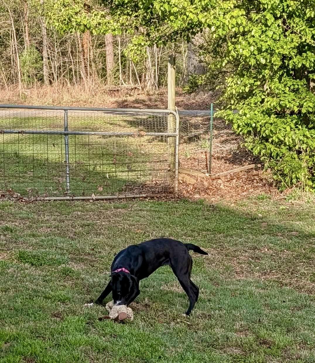Enlarge Pepper , a ADOPTABLE mixed breed in Pompton Plains, NJ image 3/6