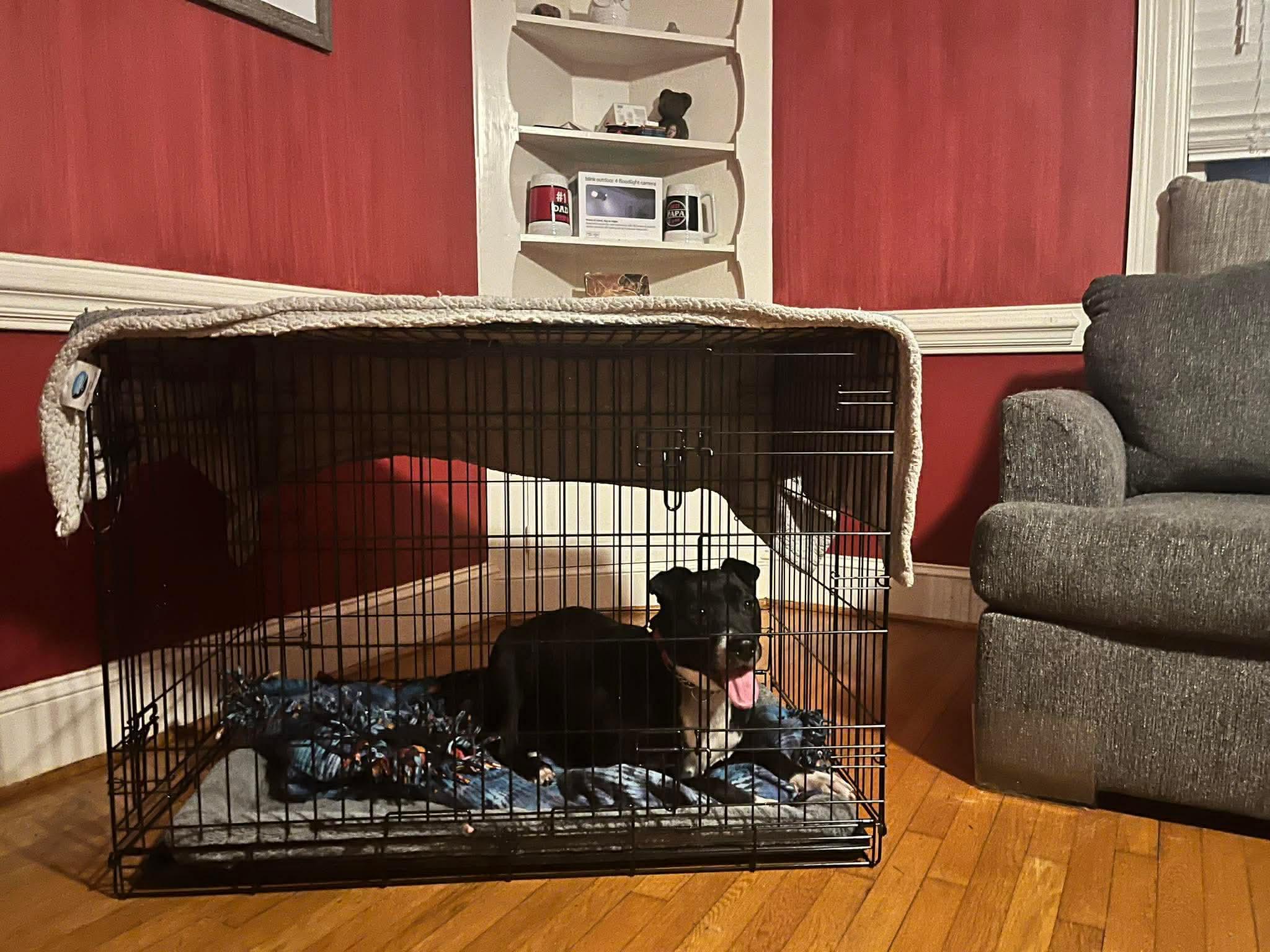 Enlarge Pepper , a ADOPTABLE mixed breed in Pompton Plains, NJ image 4/6