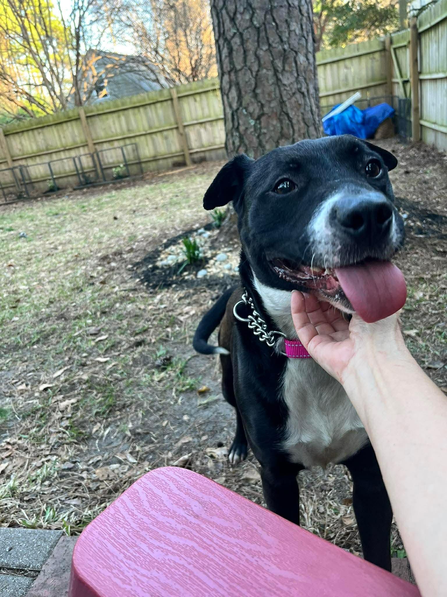 Enlarge Pepper , a ADOPTABLE mixed breed in Pompton Plains, NJ image 2/6