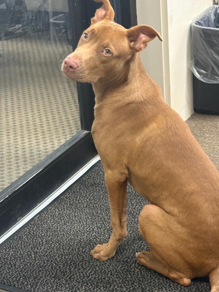 Red Man, Adoptable, Young Male Mixed Breed.