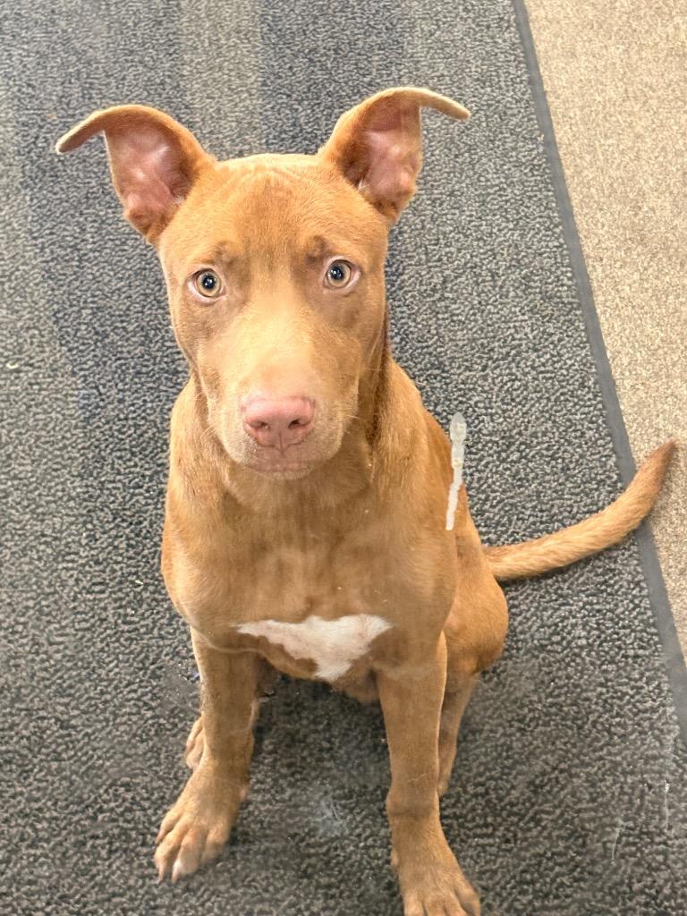 Enlarge Red Man, a Adoptable mixed breed in Effingham, SC image 2/3