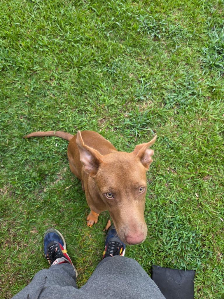 Enlarge Red Man, a Adoptable mixed breed in Effingham, SC image 3/3