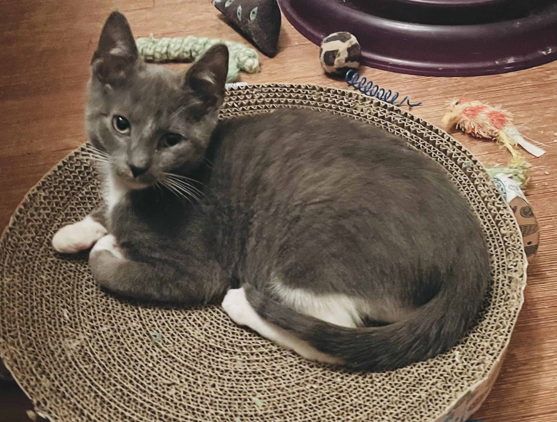 Martin, Adoptable, Kitten Male Domestic Short Hair.