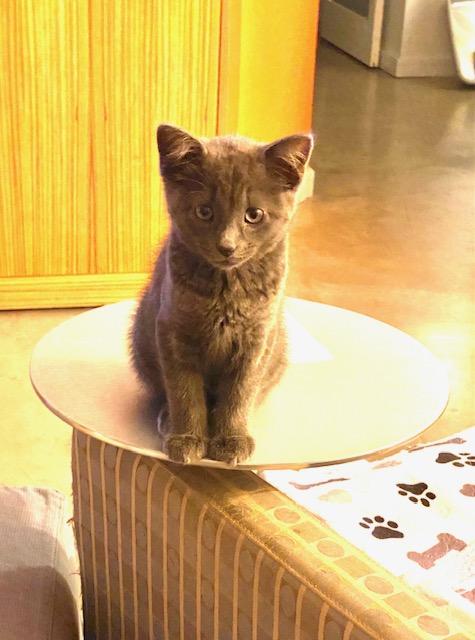 Enlarge Bat & Rory, a Adoptable Domestic Short Hair in Hoboken, NJ image 3/6