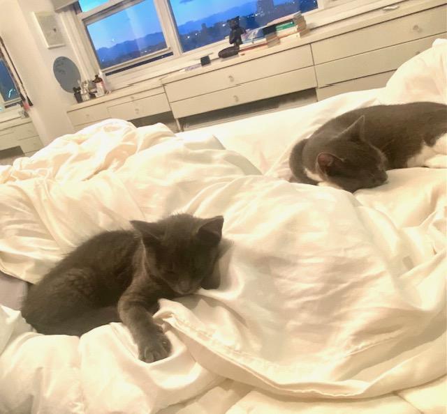 Enlarge Bat & Rory, a Adoptable Domestic Short Hair in Hoboken, NJ image 5/6