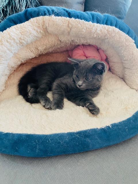 Enlarge Bat & Rory, a Adoptable Domestic Short Hair in Hoboken, NJ image 6/6