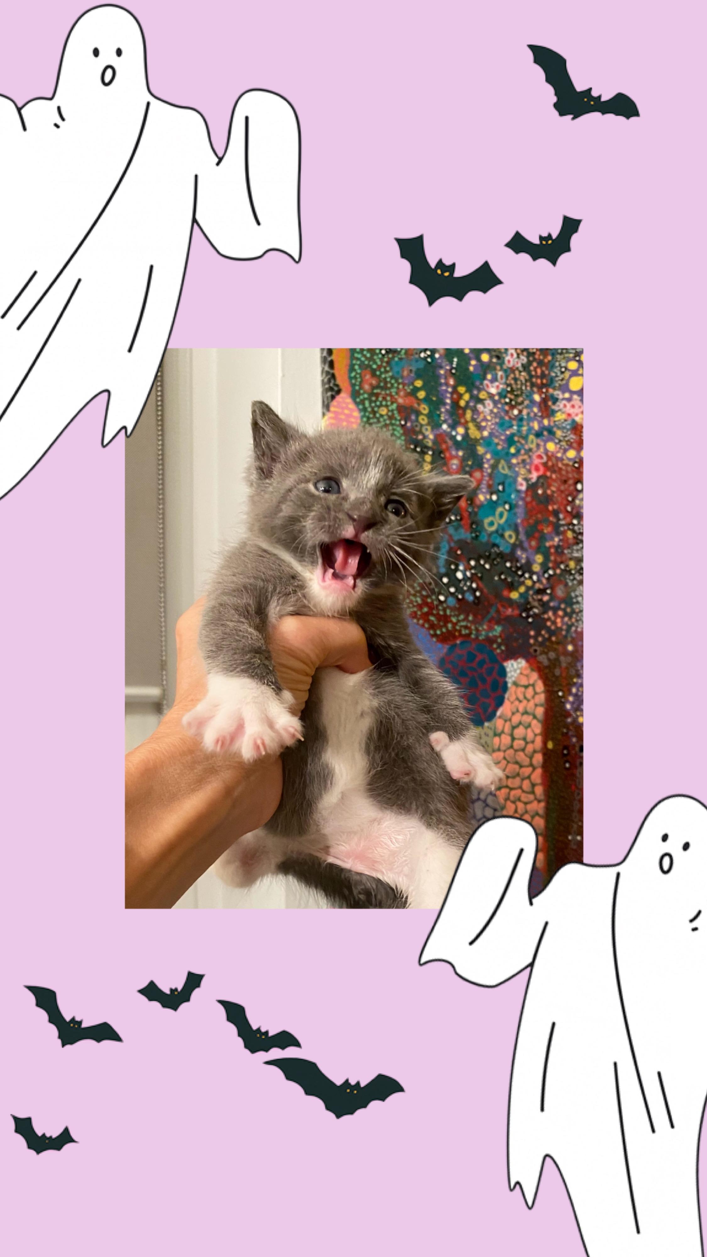 Enlarge Martin, a Adoptable Domestic Short Hair in Hoboken, NJ image 2/2