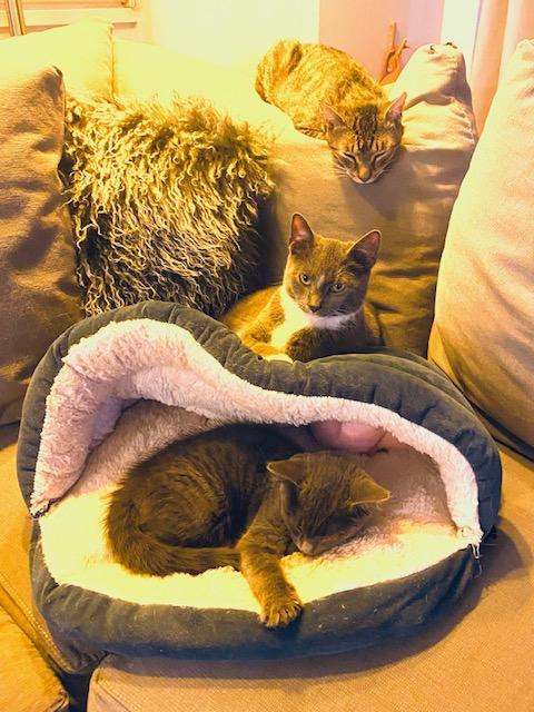 Enlarge Bat & Rory, a Adoptable Domestic Short Hair in Hoboken, NJ image 1/6