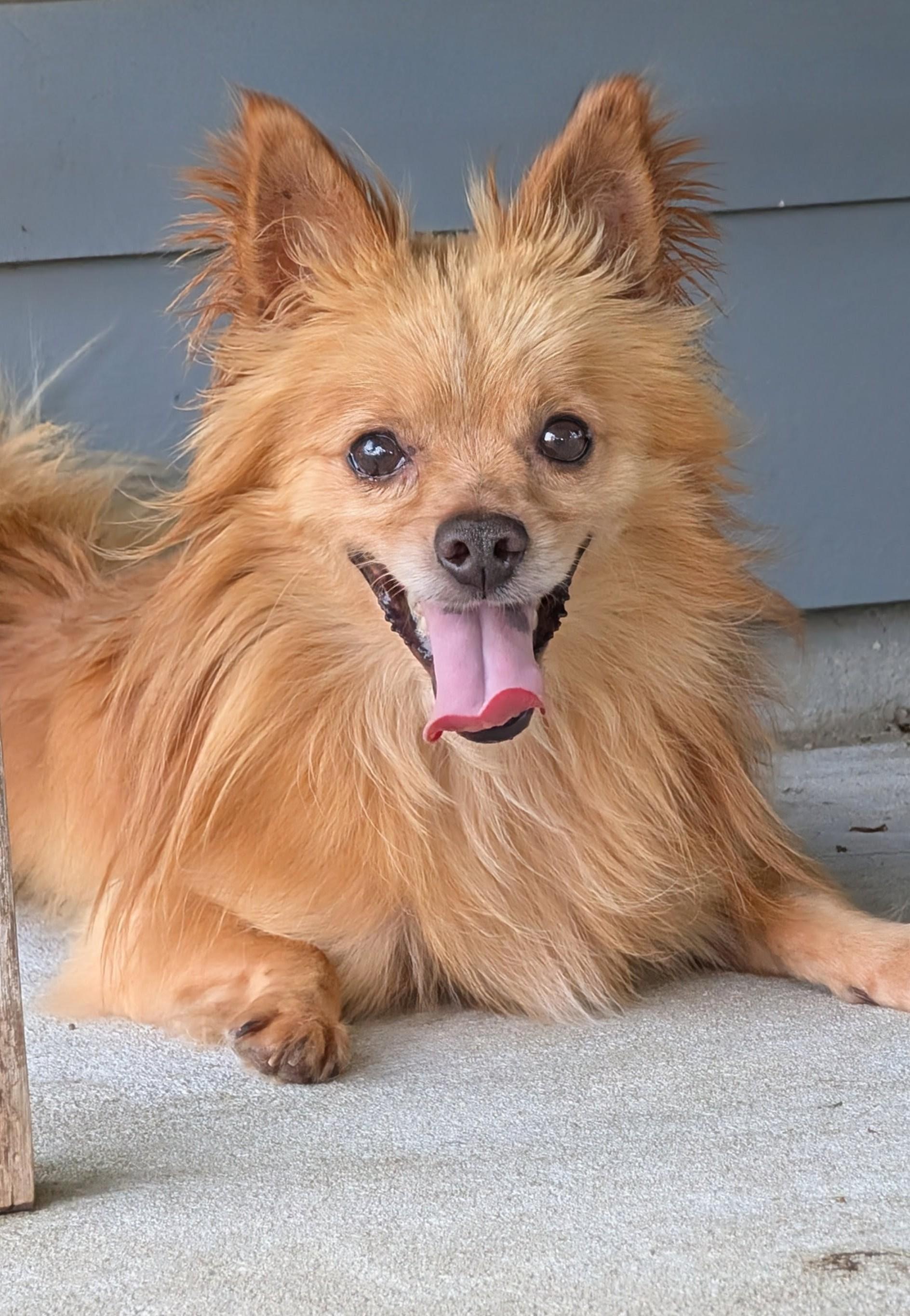 Buddy, a Adoptable mixed breed in Baton Rouge, LA image 1/4