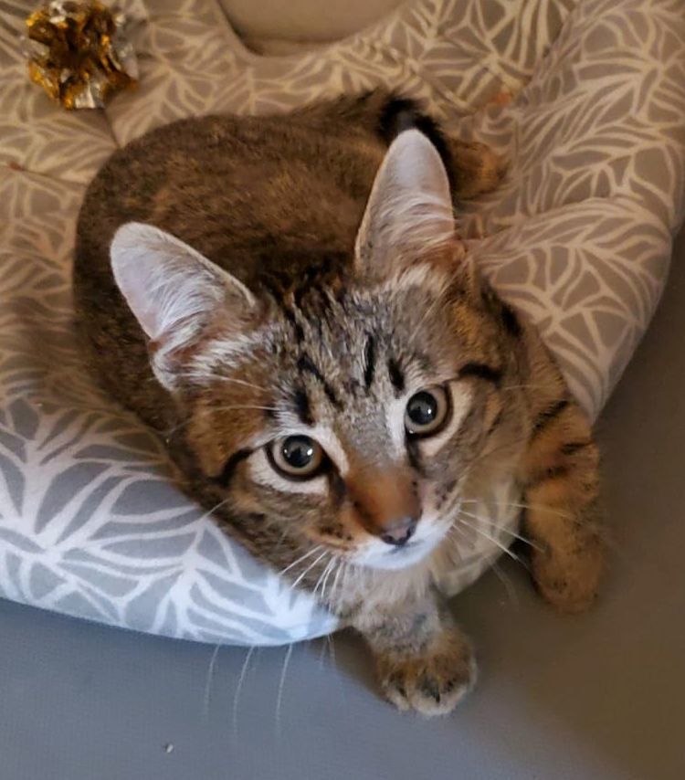 Frodo, Adopted, Kitten Male Tabby.
