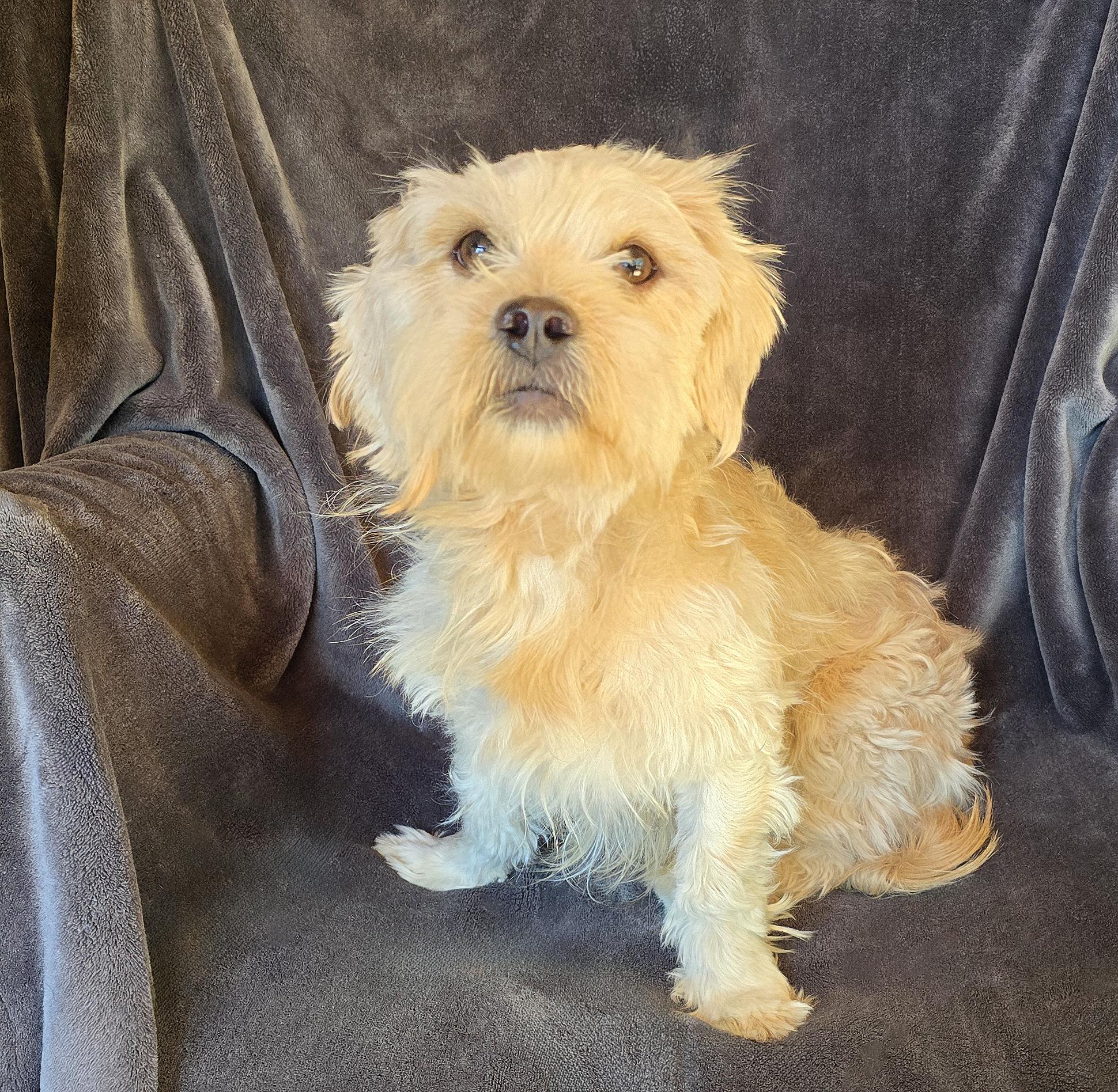 Outstanding Lil Mr Osha thumbnail 2