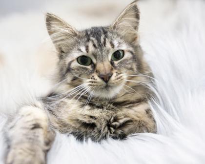 Enlarge Marjorie, an adopted mixed breed in Bedford, IN image 1/1