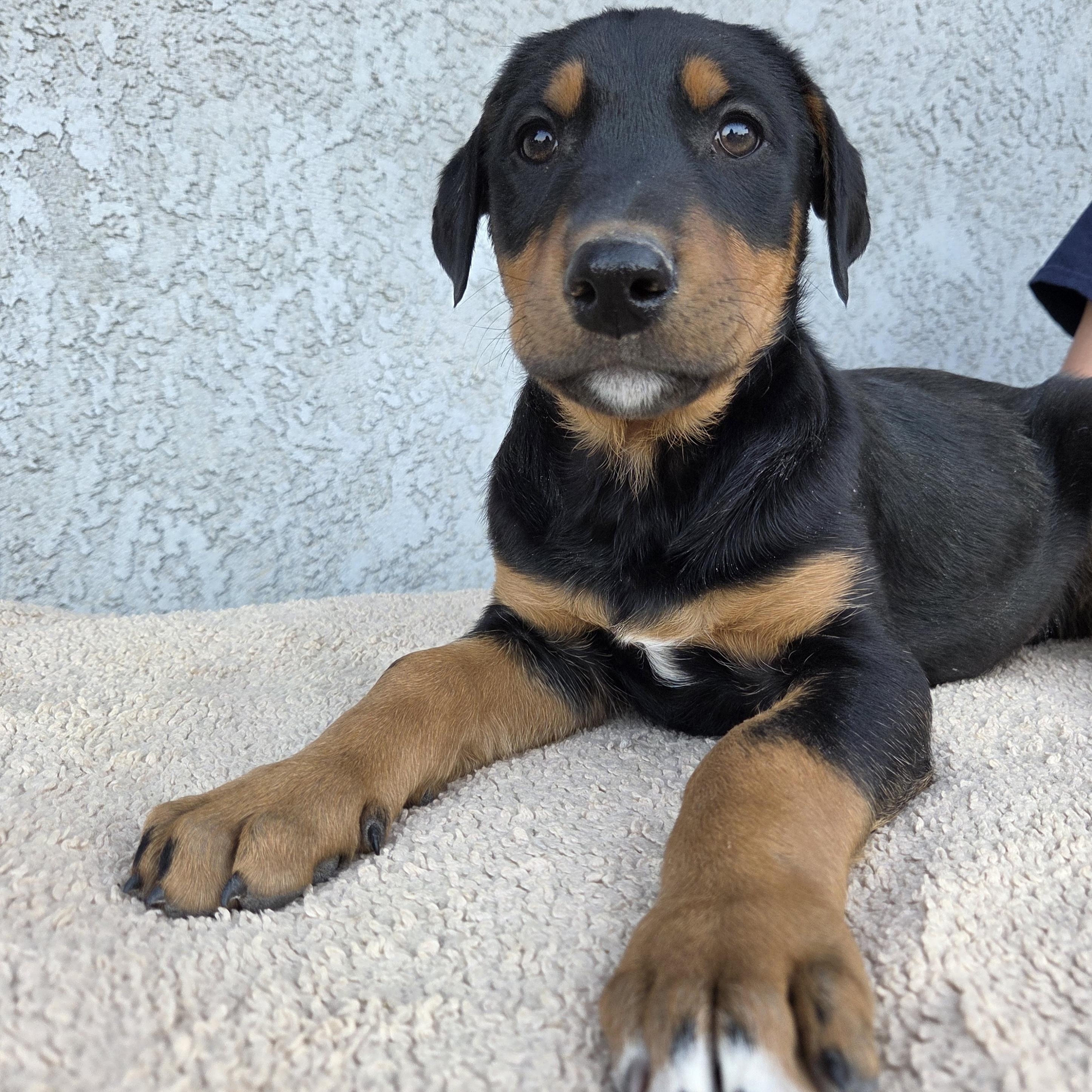 Enlarge Brady, an adoptable mixed breed in Perris, CA image 2/4