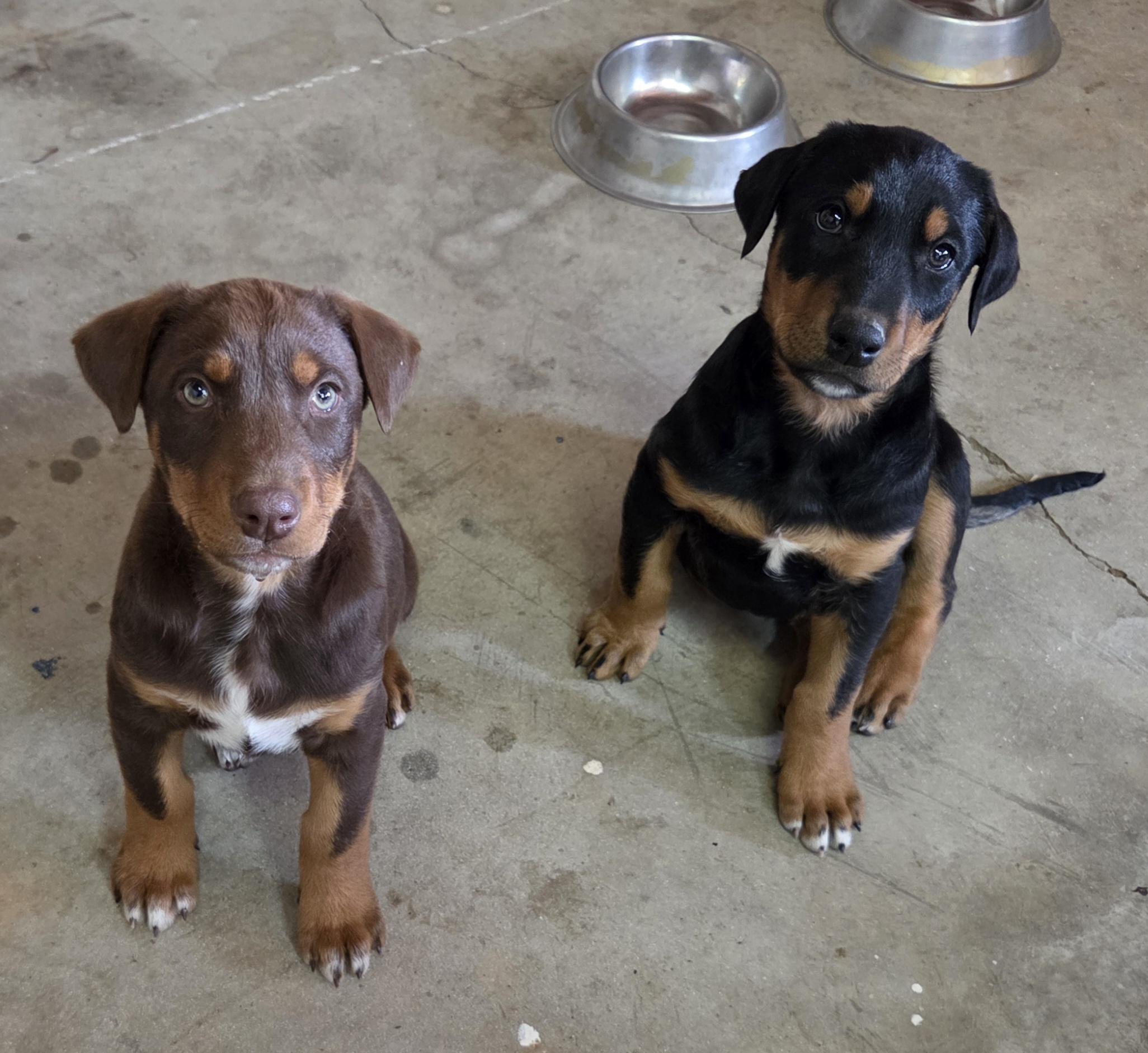 Enlarge Brady, an adoptable mixed breed in Perris, CA image 4/4