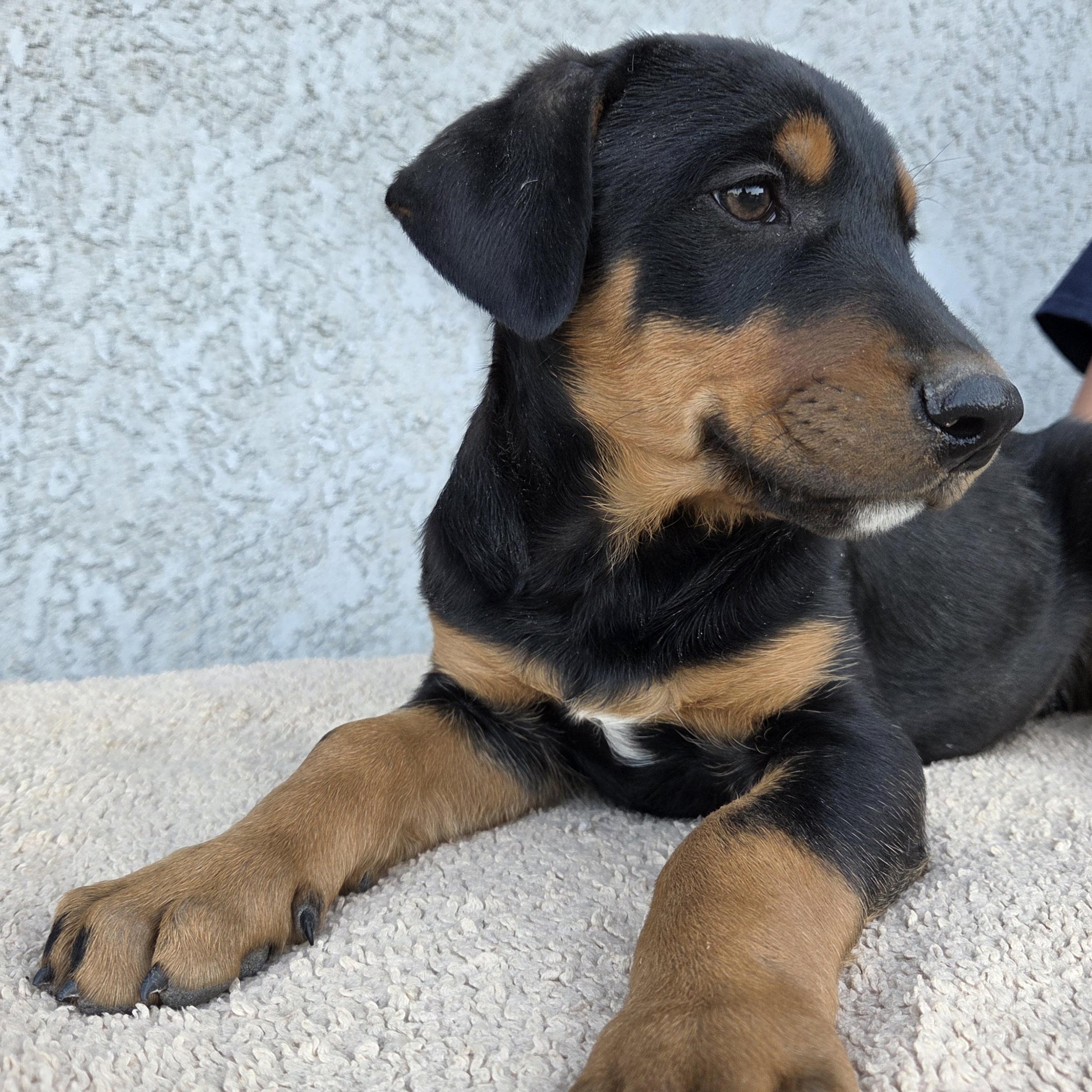 Enlarge Brady, an adoptable mixed breed in Perris, CA image 1/4