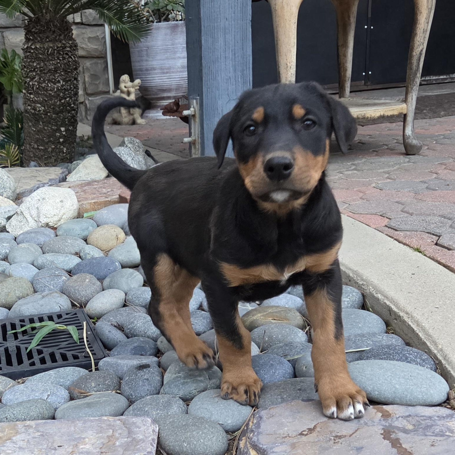 Enlarge Brady, an adoptable mixed breed in Perris, CA image 3/4