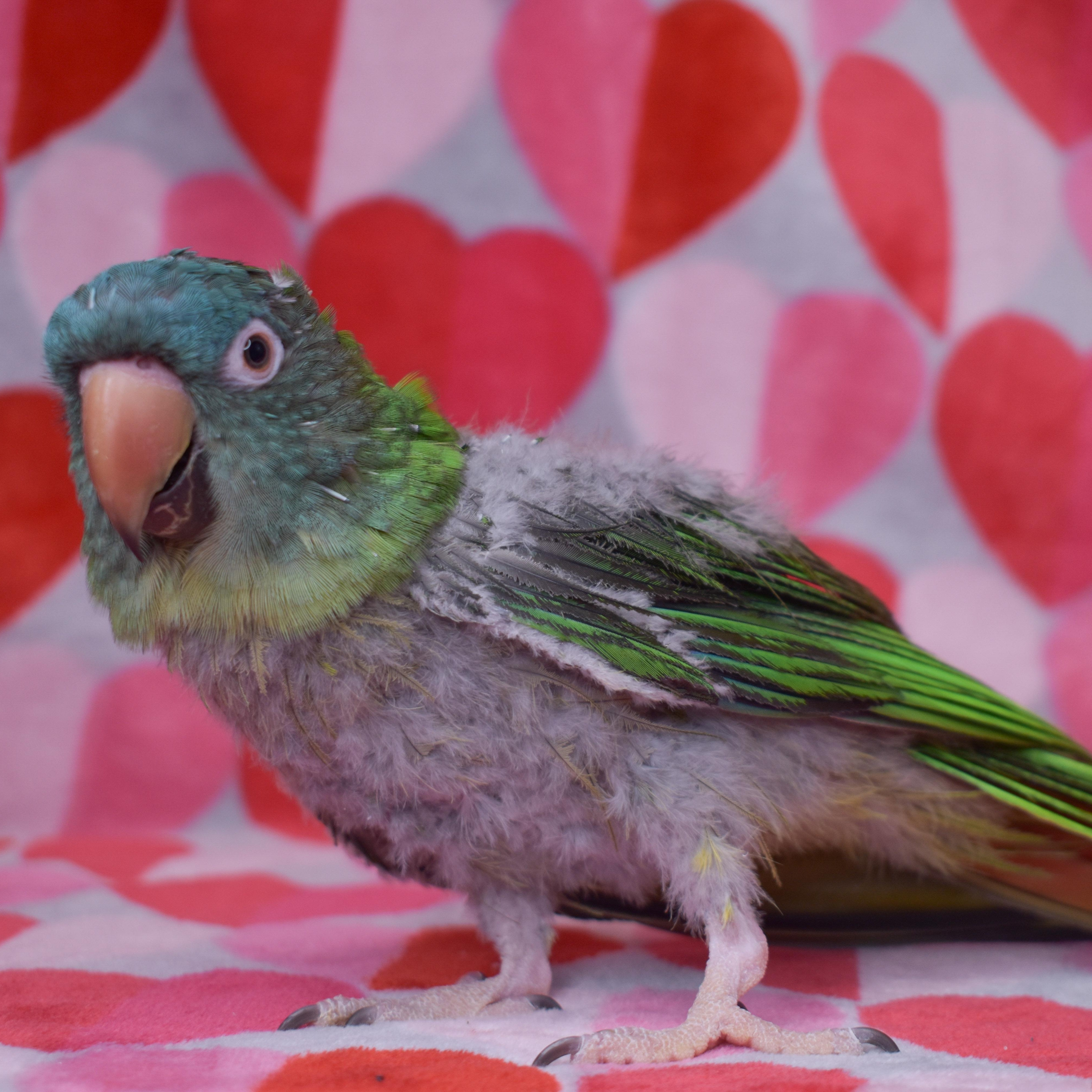 Enlarge Bruce, a Adoptable Conure in Waukesha, WI image 2/5