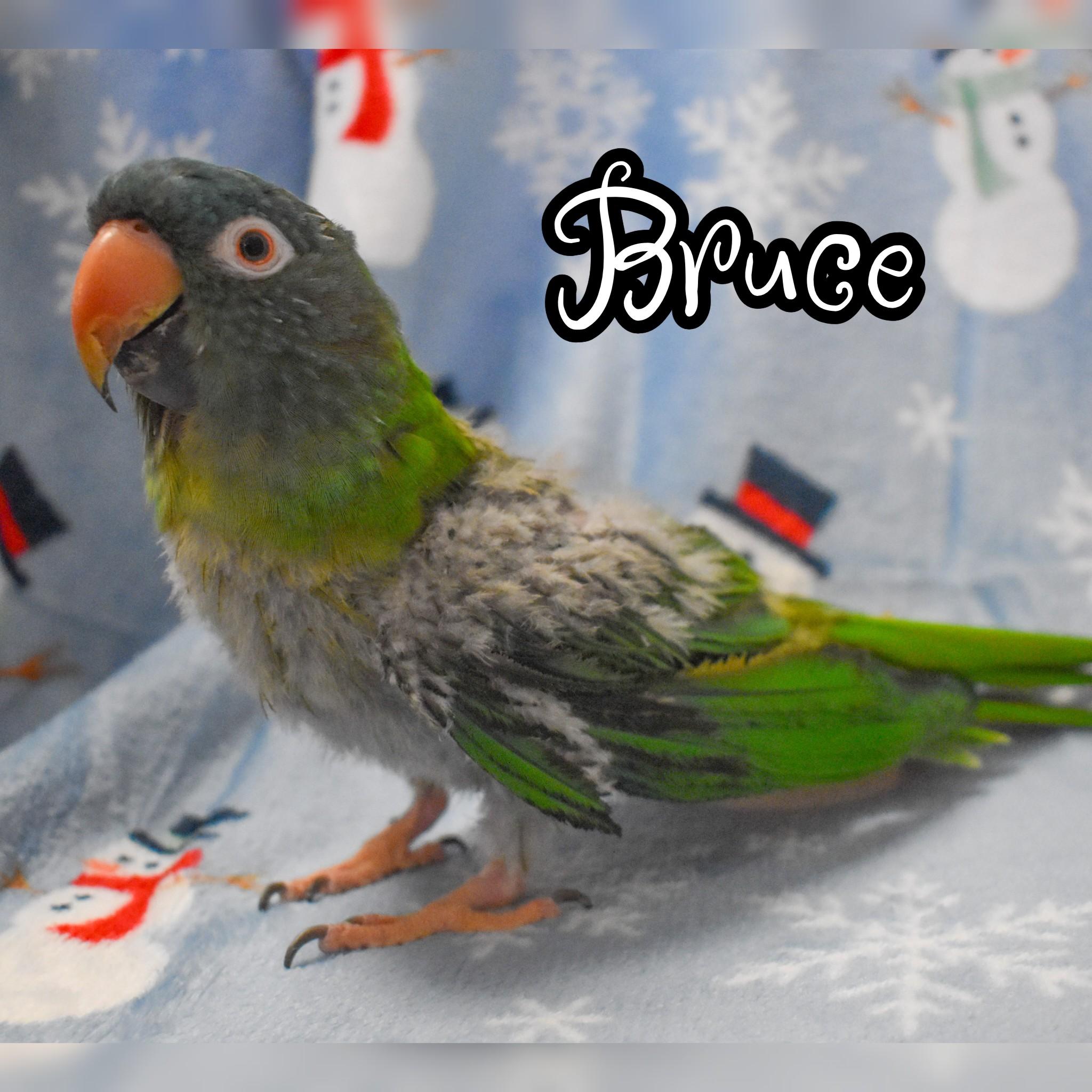 Enlarge Bruce, a Adoptable Conure in Waukesha, WI image 3/5