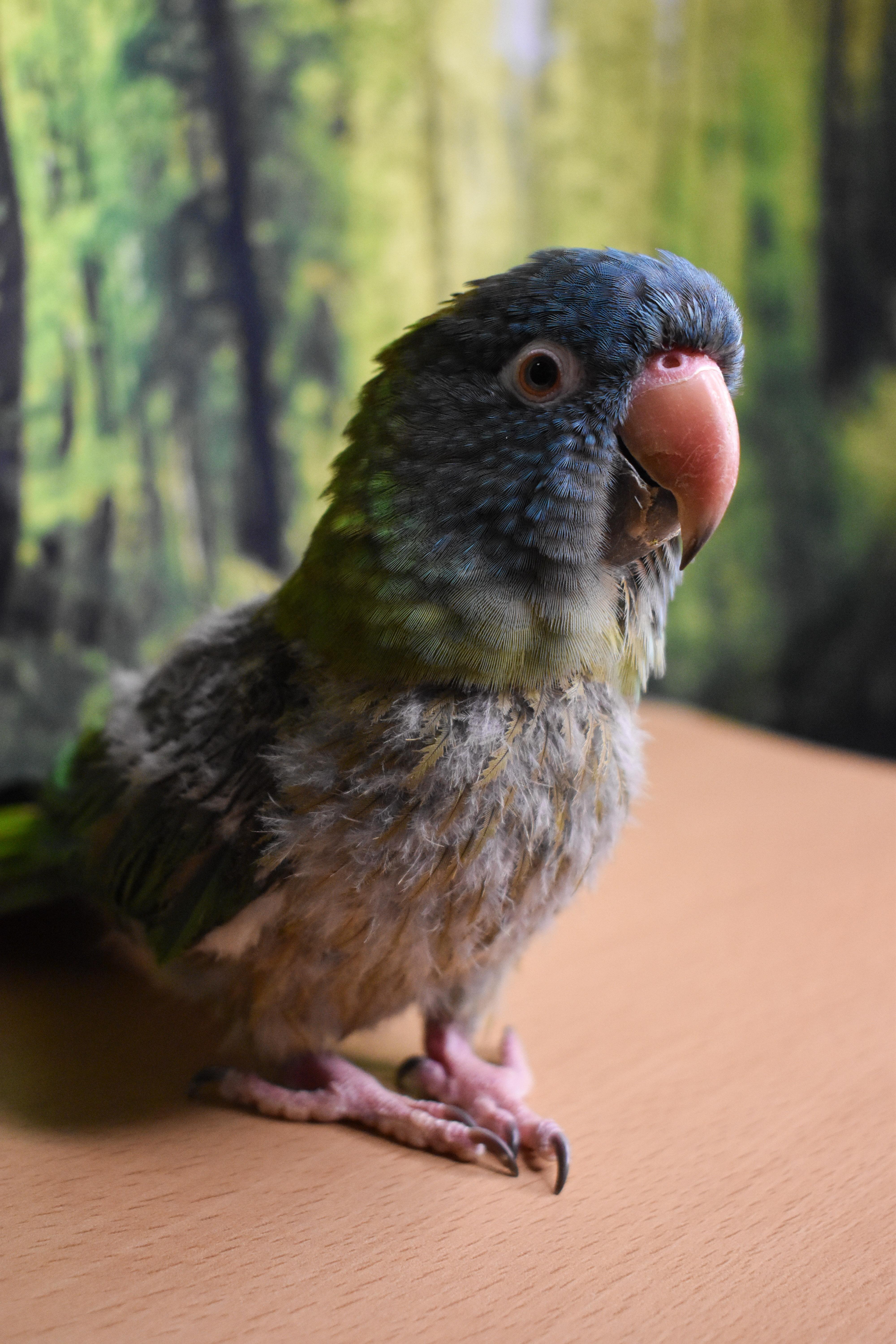 Enlarge Bruce, a Adoptable Conure in Waukesha, WI image 5/5