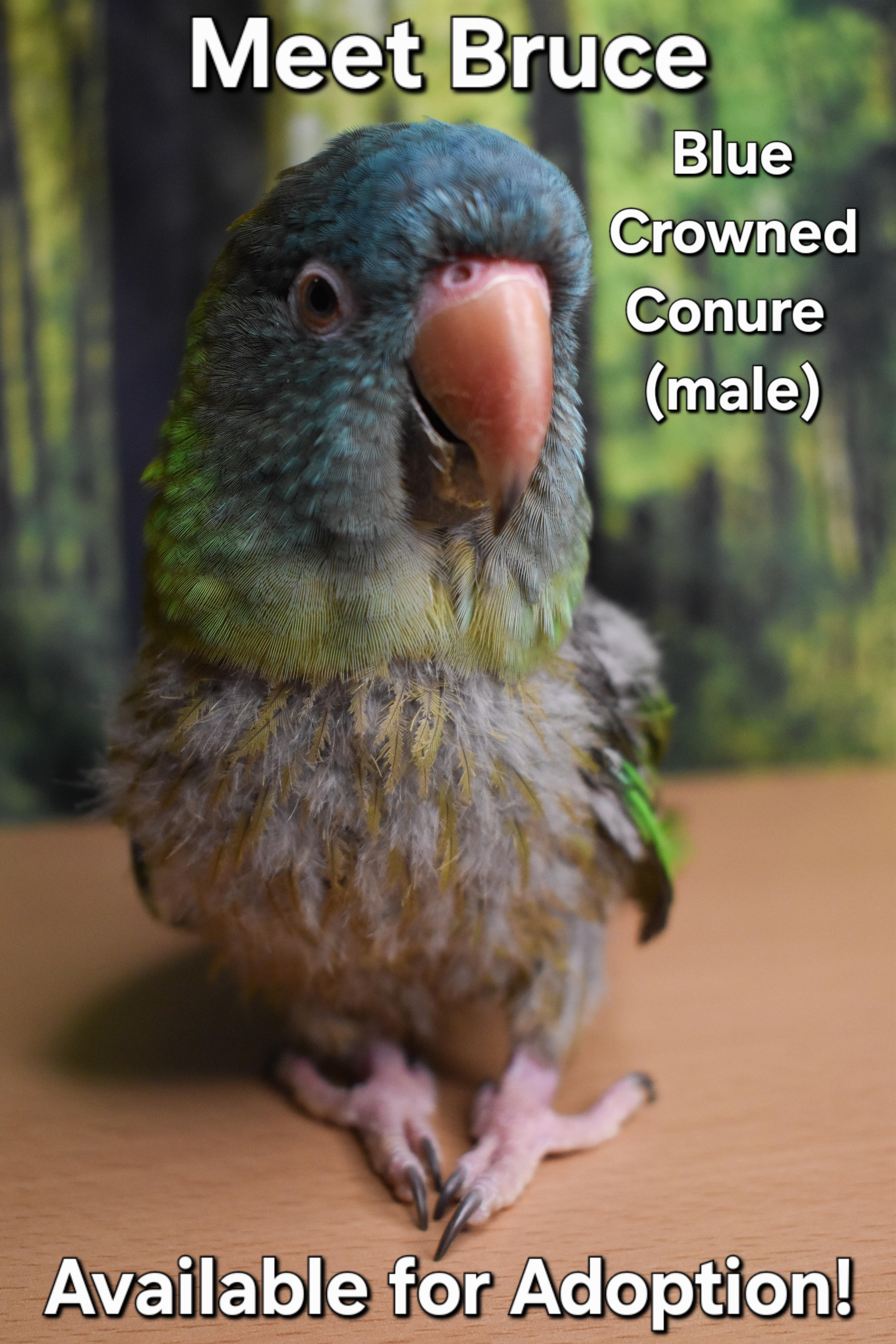 Enlarge Bruce, a Adoptable Conure in Waukesha, WI image 4/5
