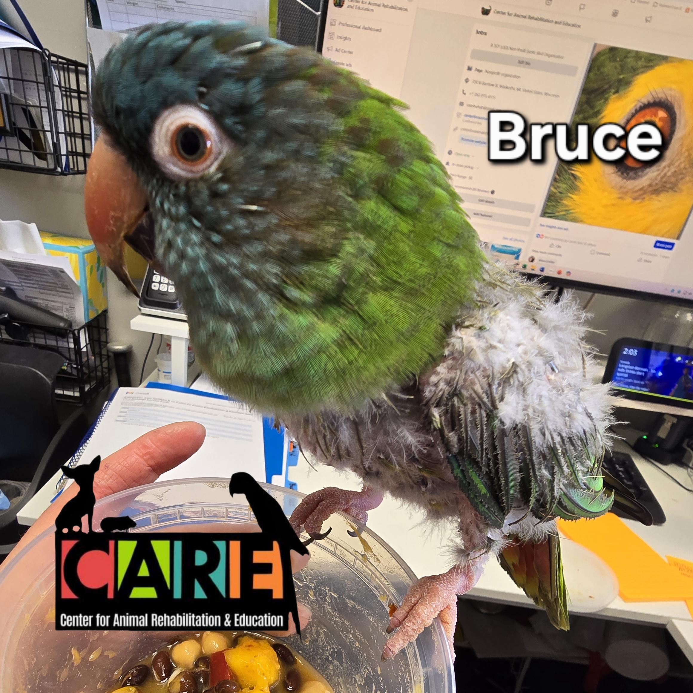 Bruce, Adoptable, Young Male Conure.