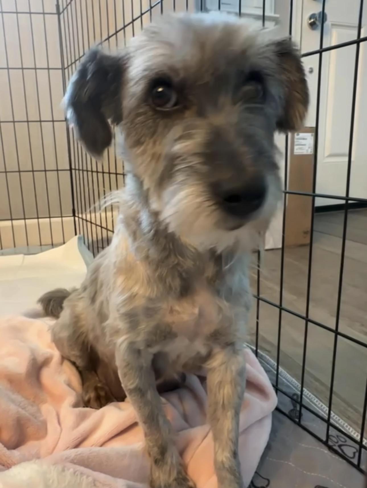 Gladys, Adoptable, Adult Female Maltese & Miniature Schnauzer.