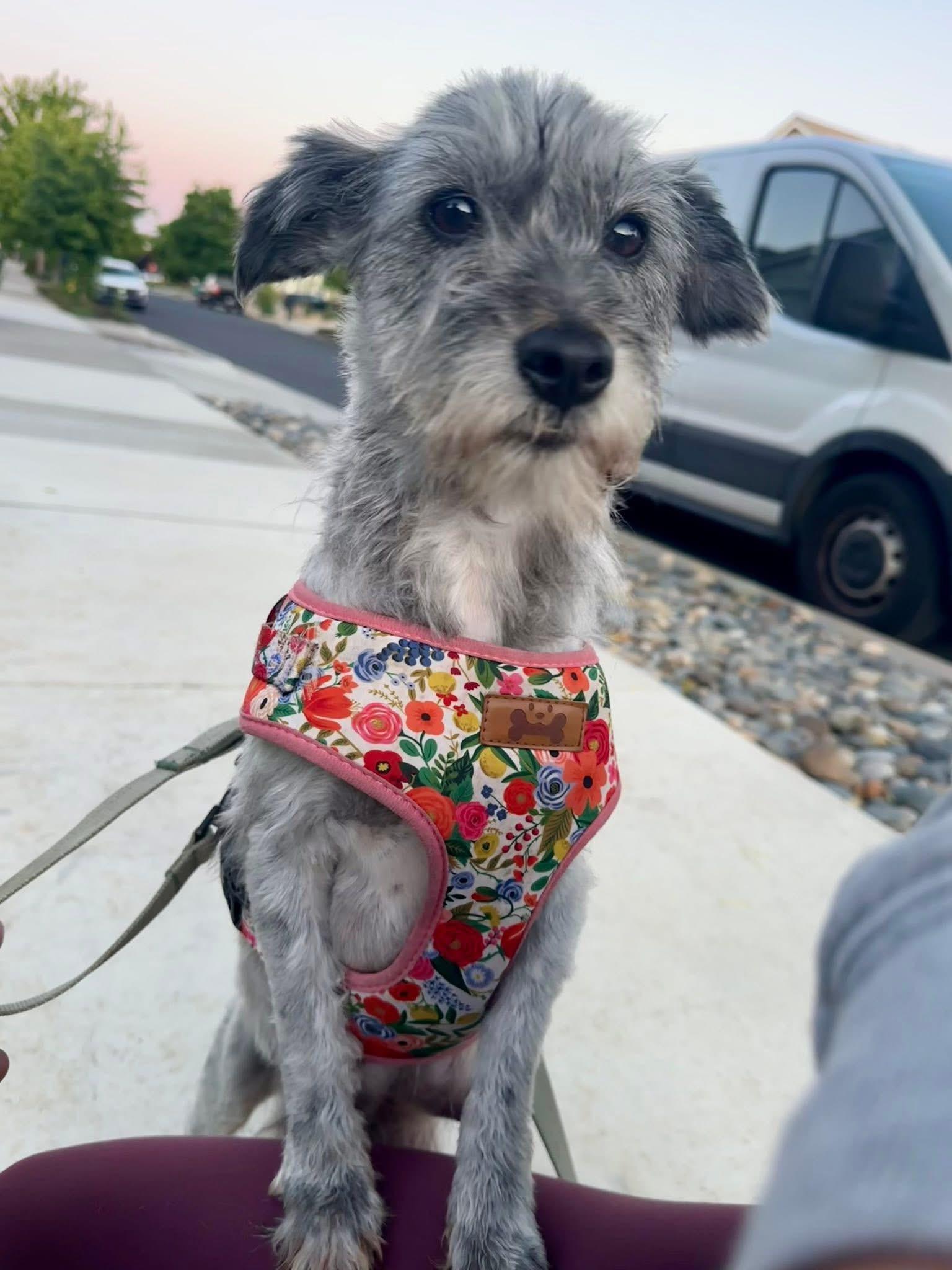 Enlarge Gladys, a Adoptable mixed breed in Discovery Bay, CA image 2/4