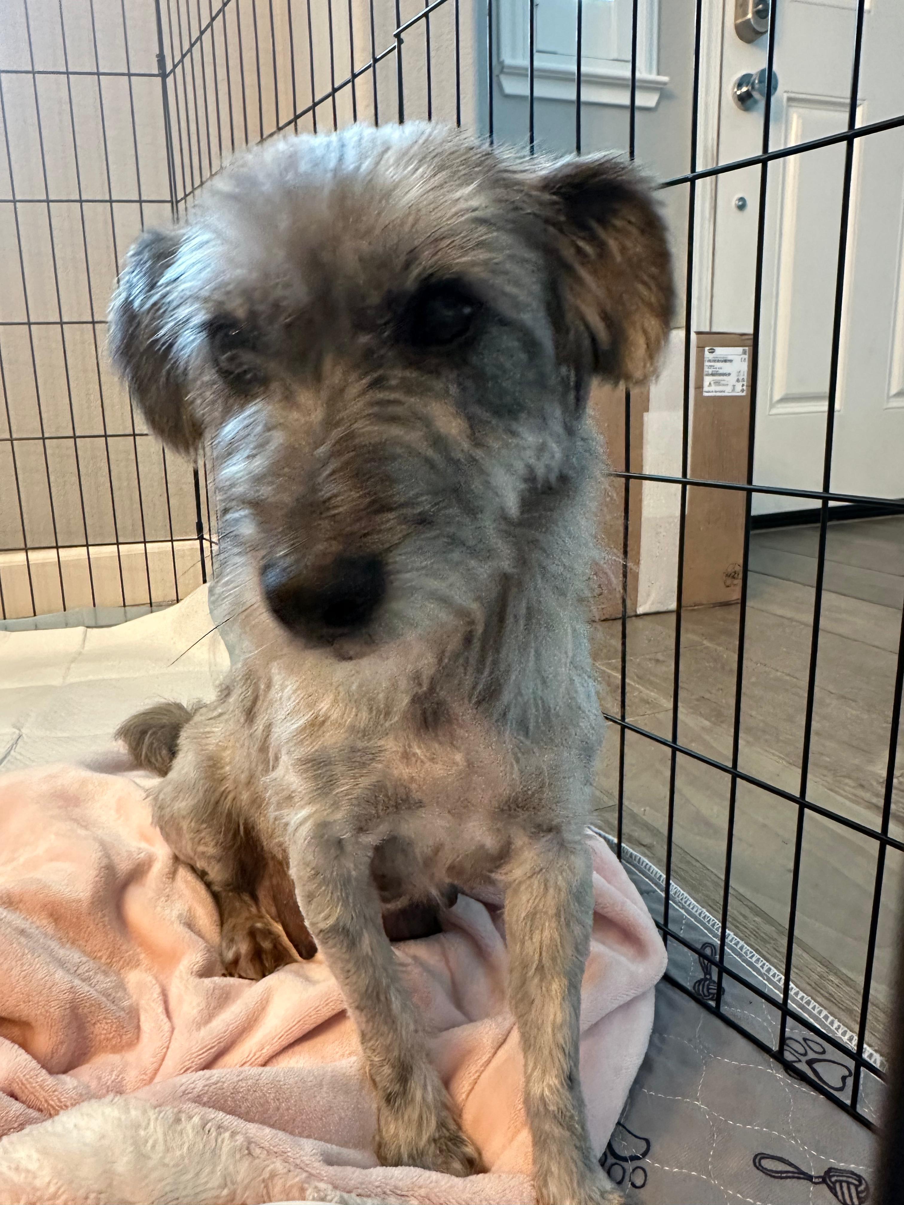 Enlarge Gladys, a Adoptable mixed breed in Discovery Bay, CA image 4/4