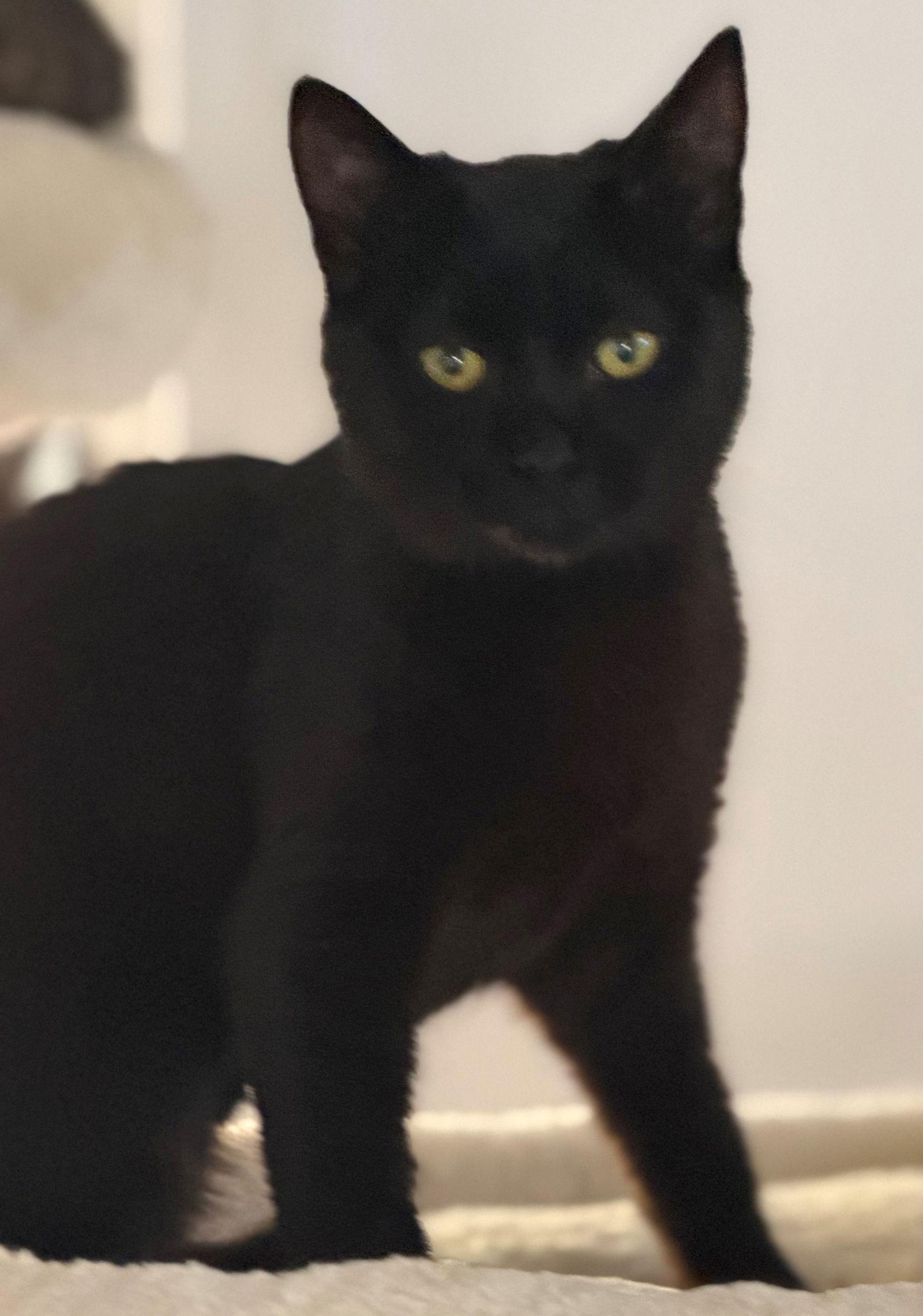 Onyx, Adoptable, Kitten Female Bombay & Domestic Short Hair.