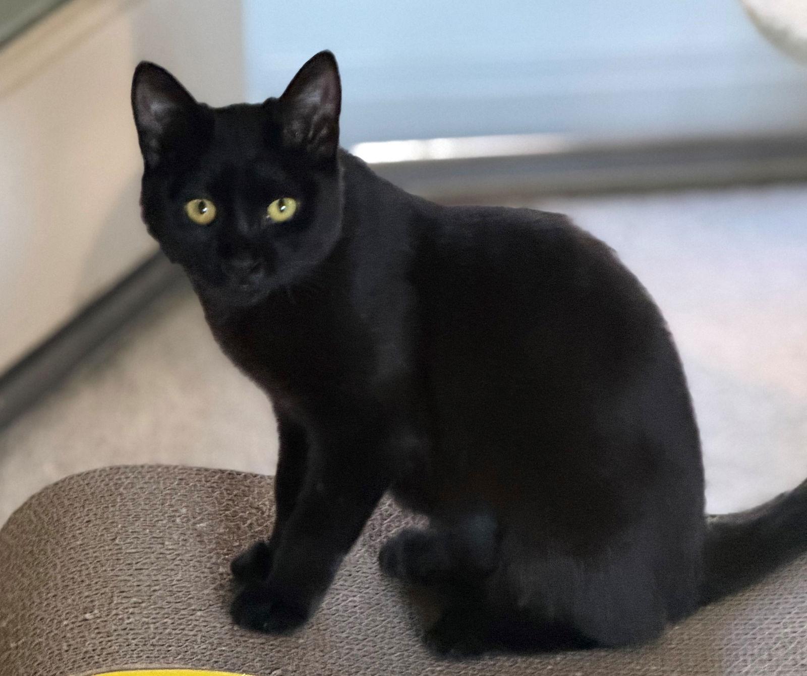 Enlarge Onyx, a Adoptable mixed breed in Palo Alto, CA image 2/3