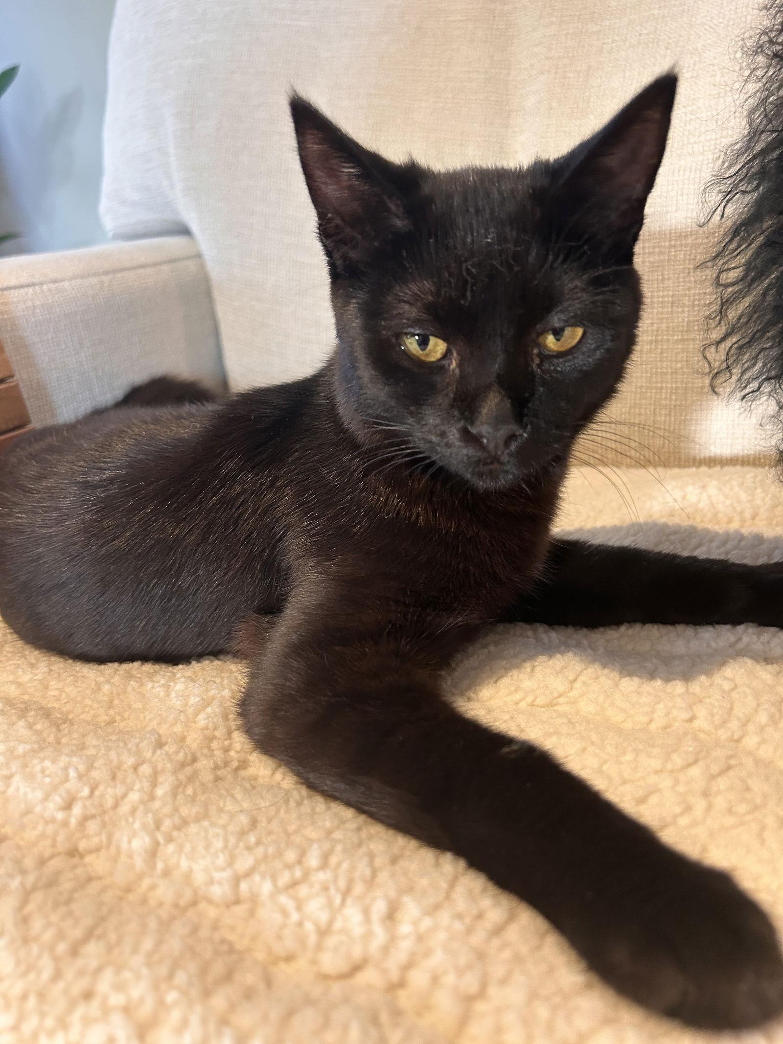 Enlarge Onyx, a Adoptable mixed breed in Palo Alto, CA image 3/3