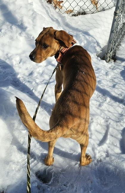 Enlarge Peanut, a Adoptable mixed breed in Salem, NH image 2/3