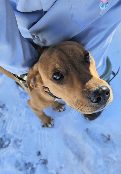 Enlarge Peanut, a Adoptable mixed breed in Salem, NH image 3/3