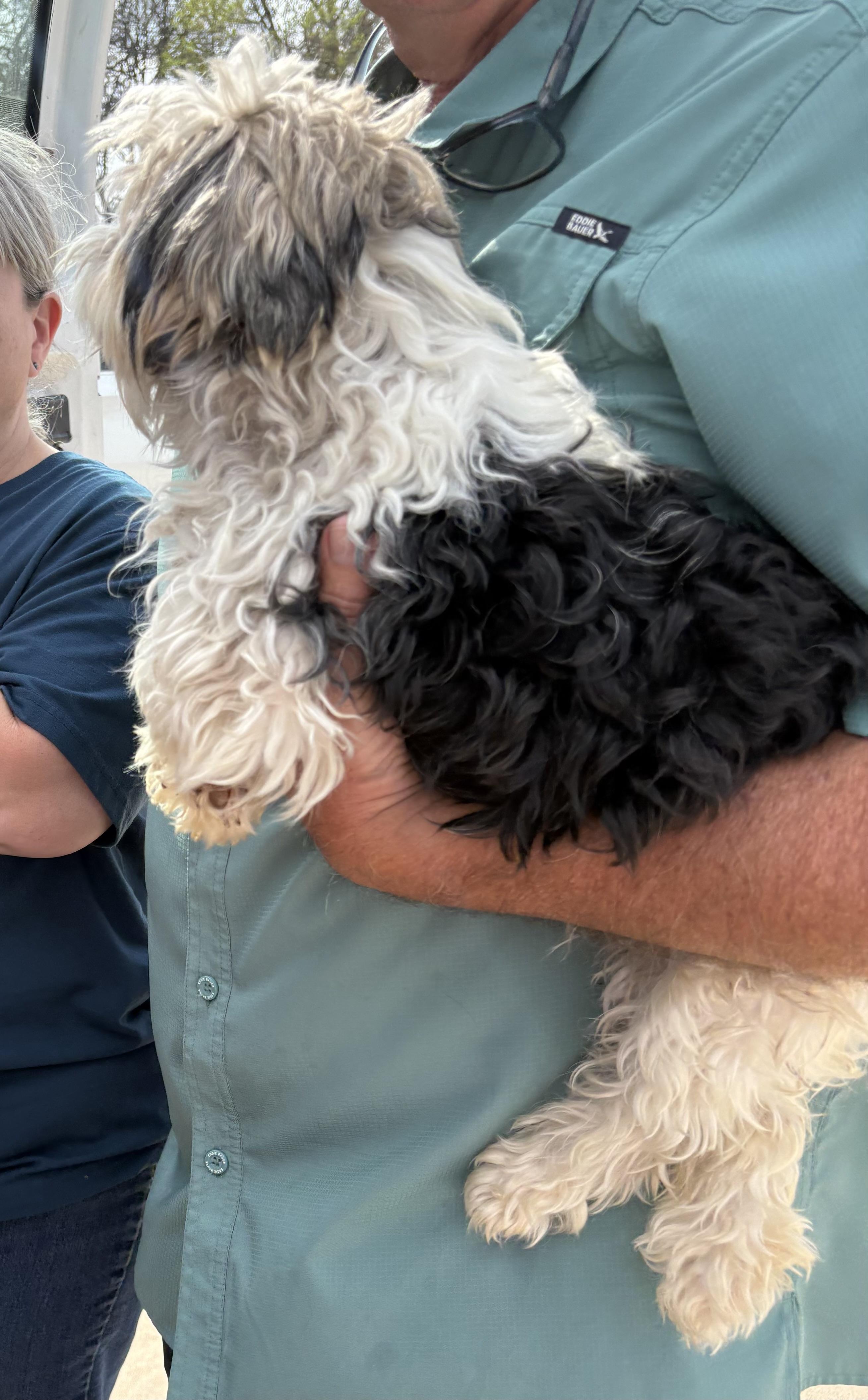 Enlarge Meeka, an adopted Yorkshire Terrier in Dallas, TX image 2/2