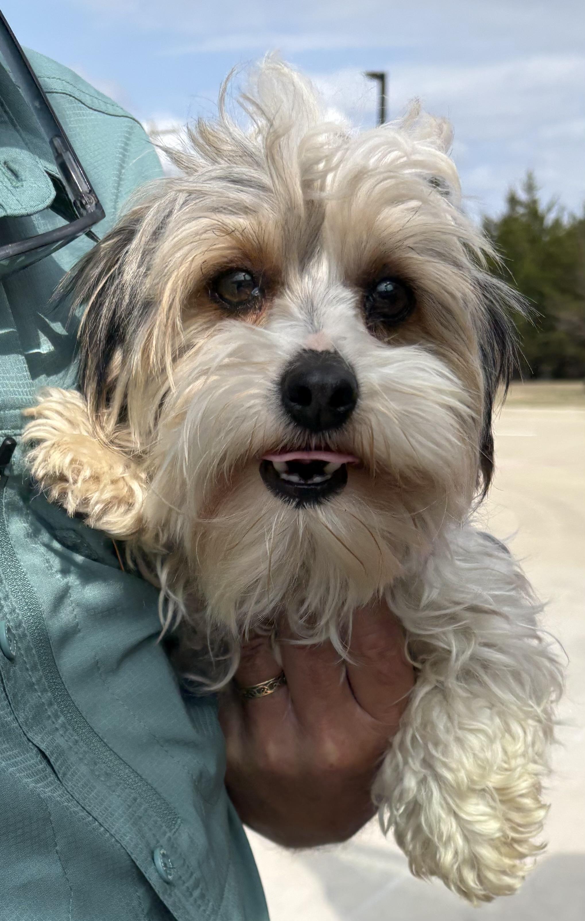 Enlarge Meeka, an adopted Yorkshire Terrier in Dallas, TX image 1/2