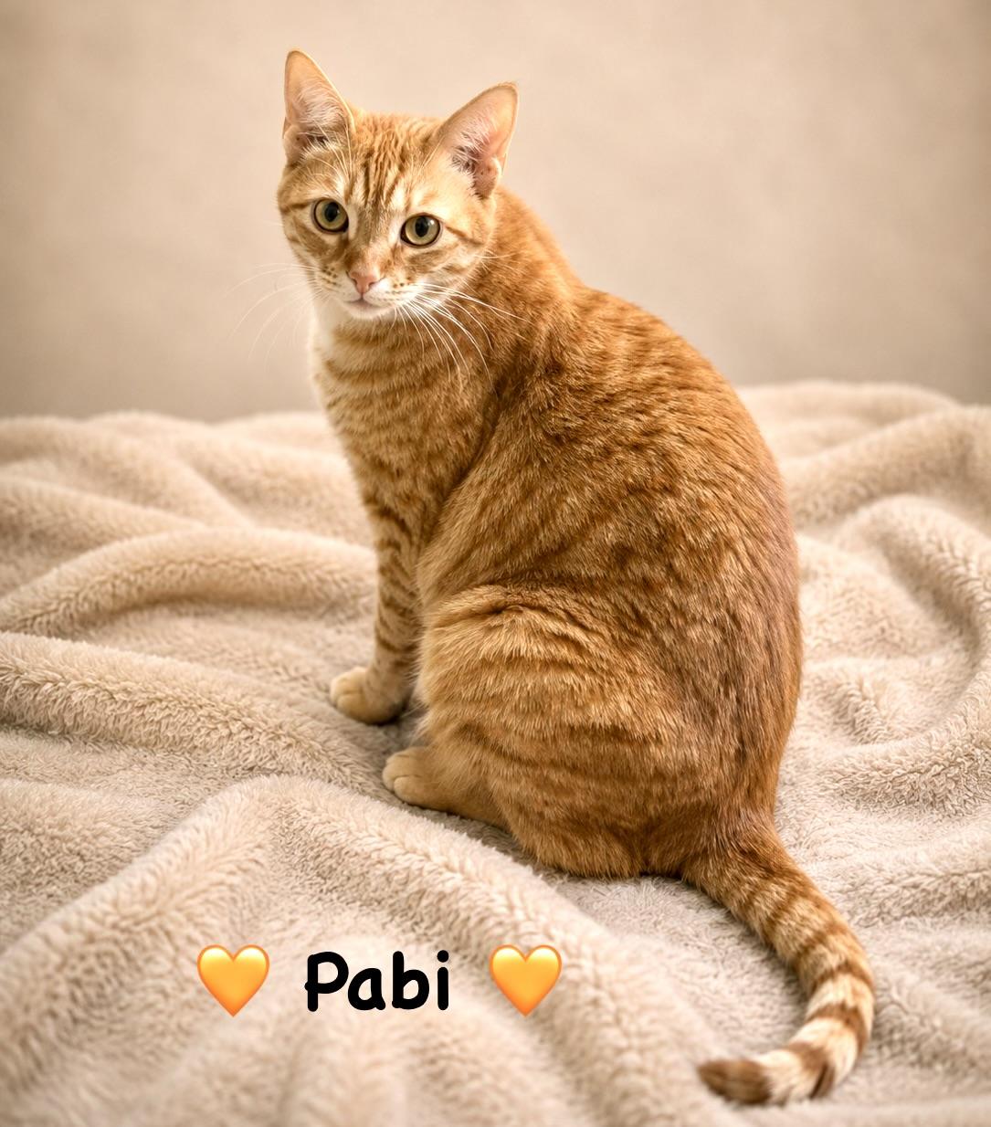 Pabi, ADOPTABLE, Young Male Domestic Short Hair.