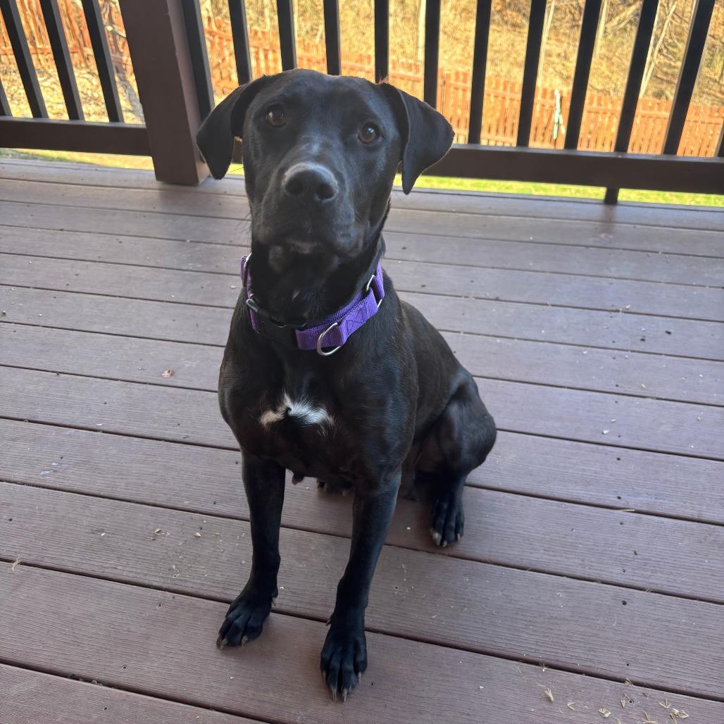 Callaway, Adoptable, Young Female Black Labrador Retriever & Mixed Breed.