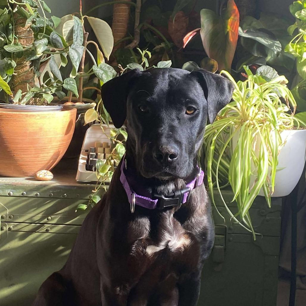 Enlarge Callaway, a Adoptable mixed breed in Olathe, KS image 2/6