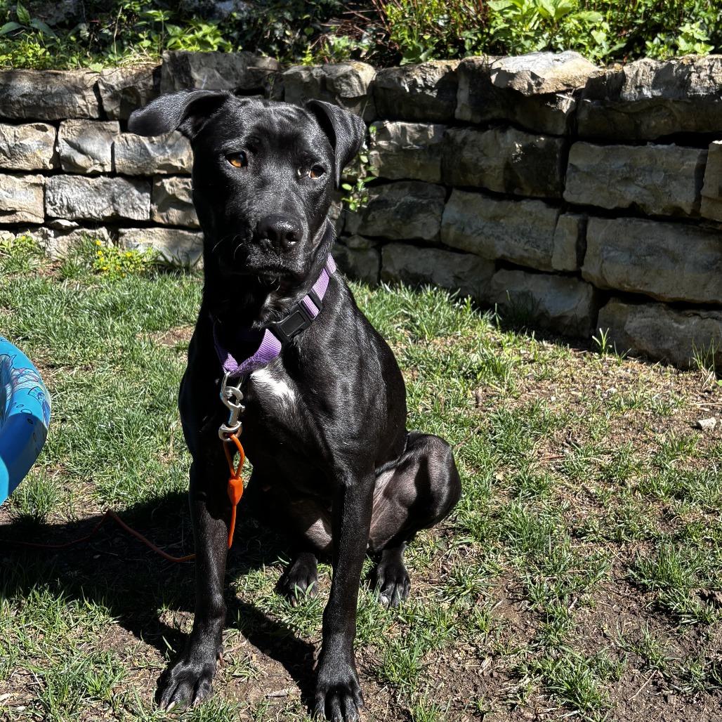 Enlarge Callaway, a Adoptable mixed breed in Olathe, KS image 3/6
