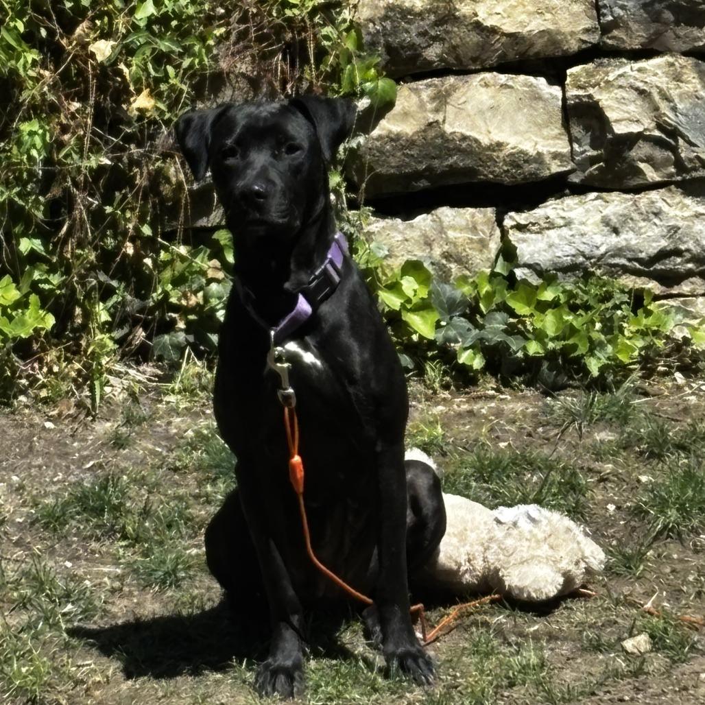 Enlarge Callaway, a Adoptable mixed breed in Olathe, KS image 4/6