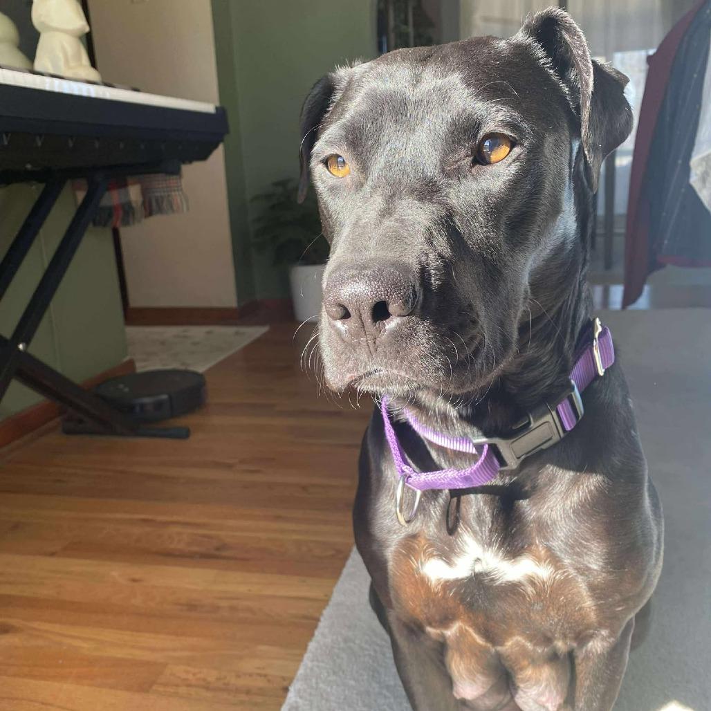 Enlarge Callaway, a Adoptable mixed breed in Olathe, KS image 5/6