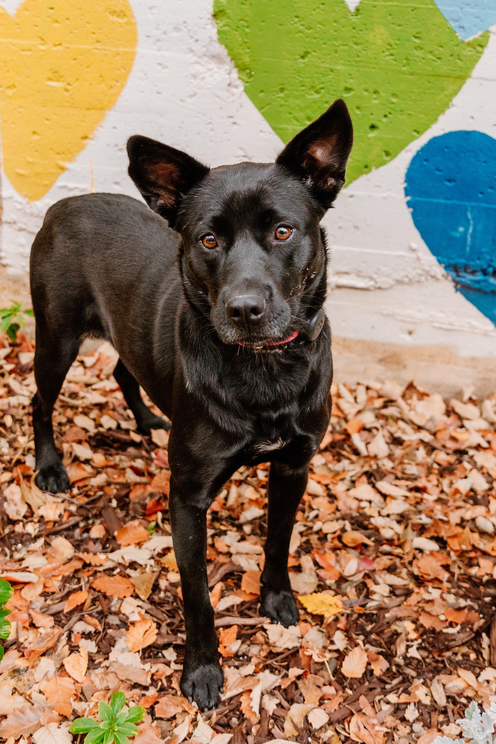 Parfait, a Adoptable mixed breed in Rock Hill, SC image 1/5